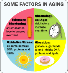 Some factors in aging